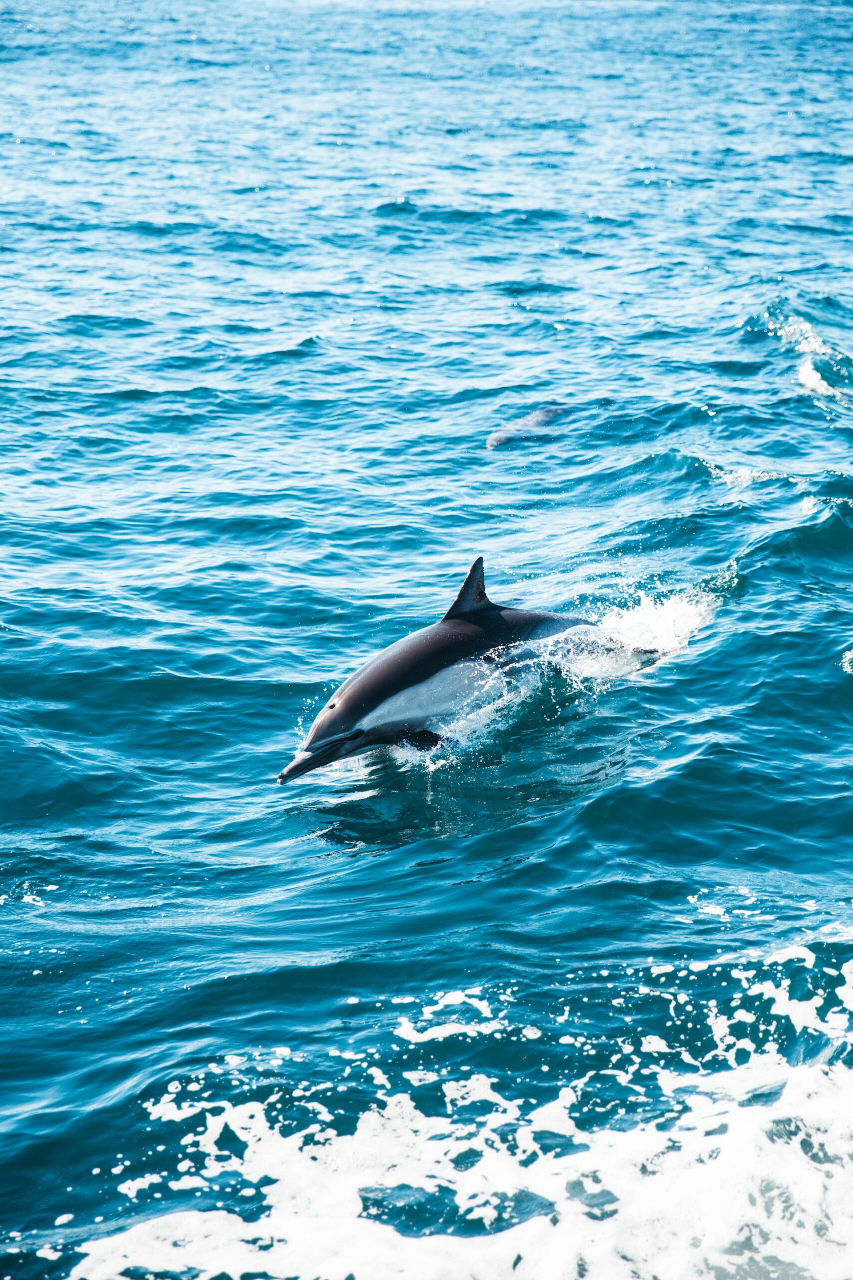 dolphin naples beach