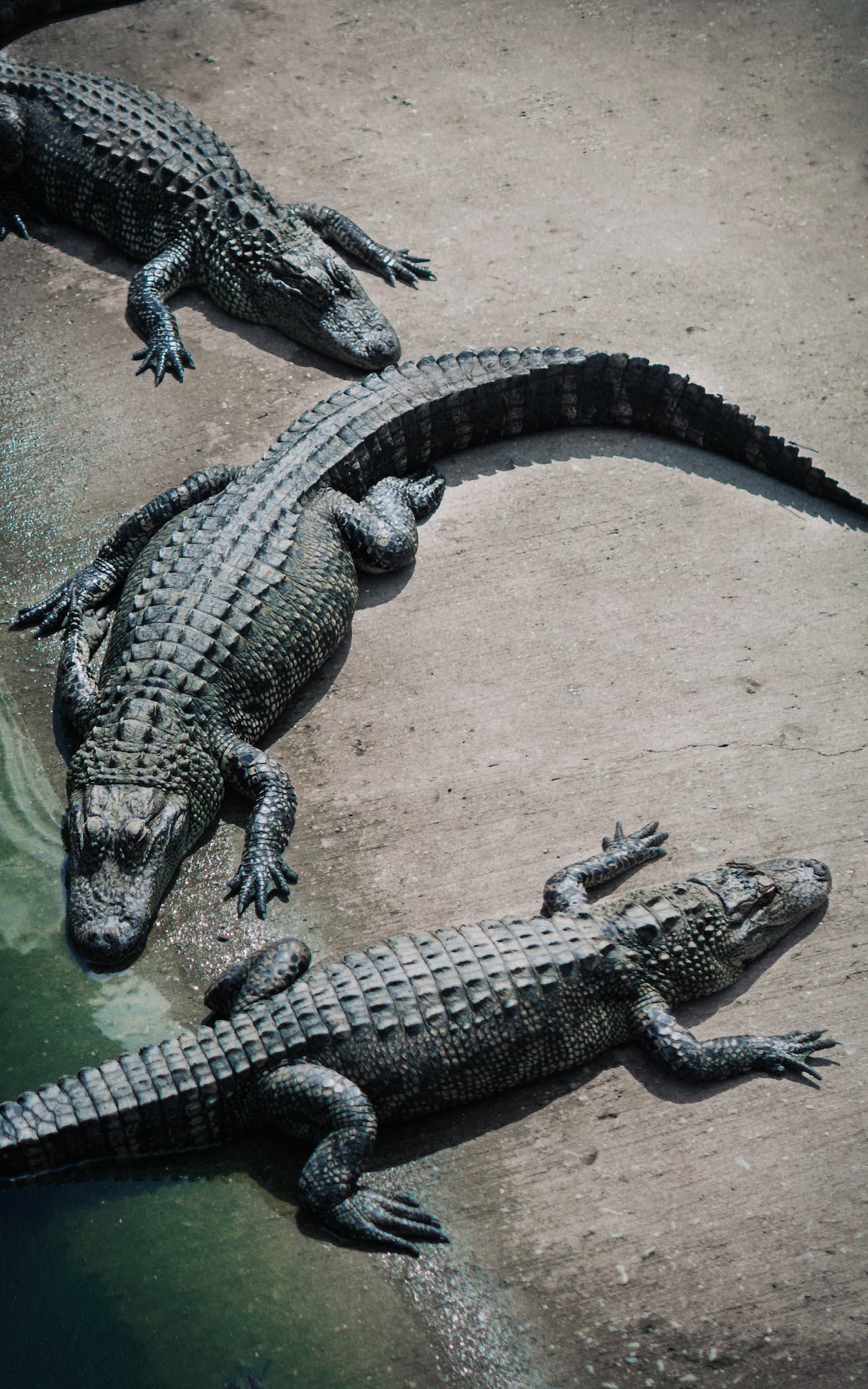 alligator tour naples