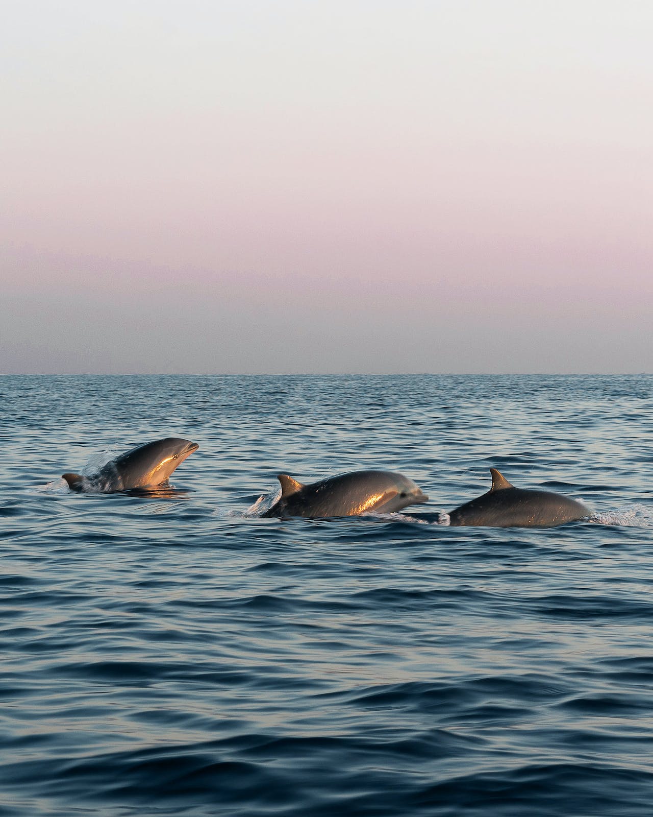 dolphins in naples