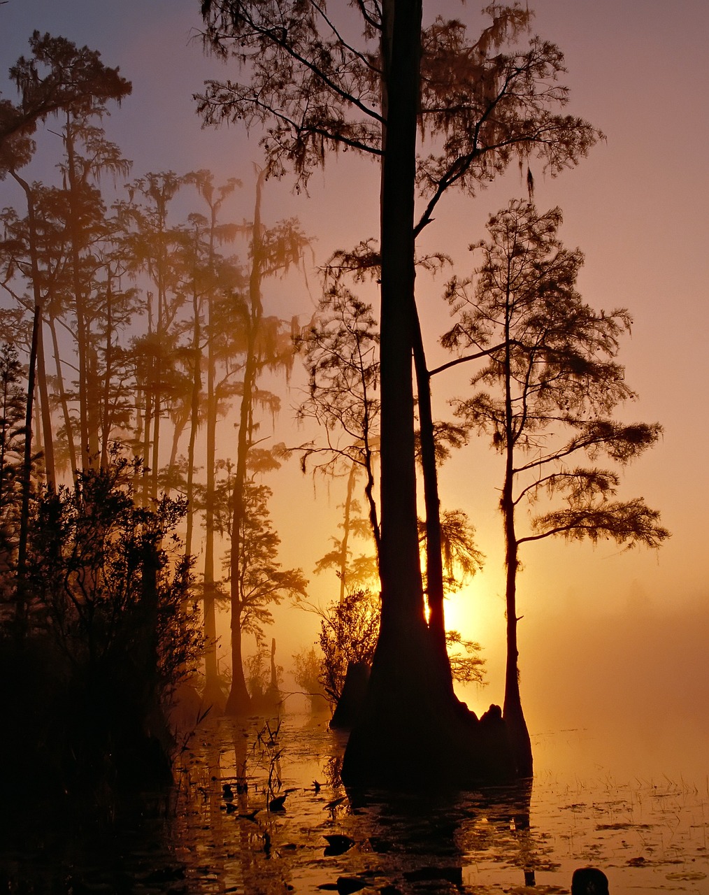 Corkscrew Swamp Sanctuary Naples